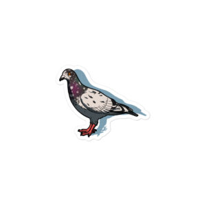 Feral Pigeon